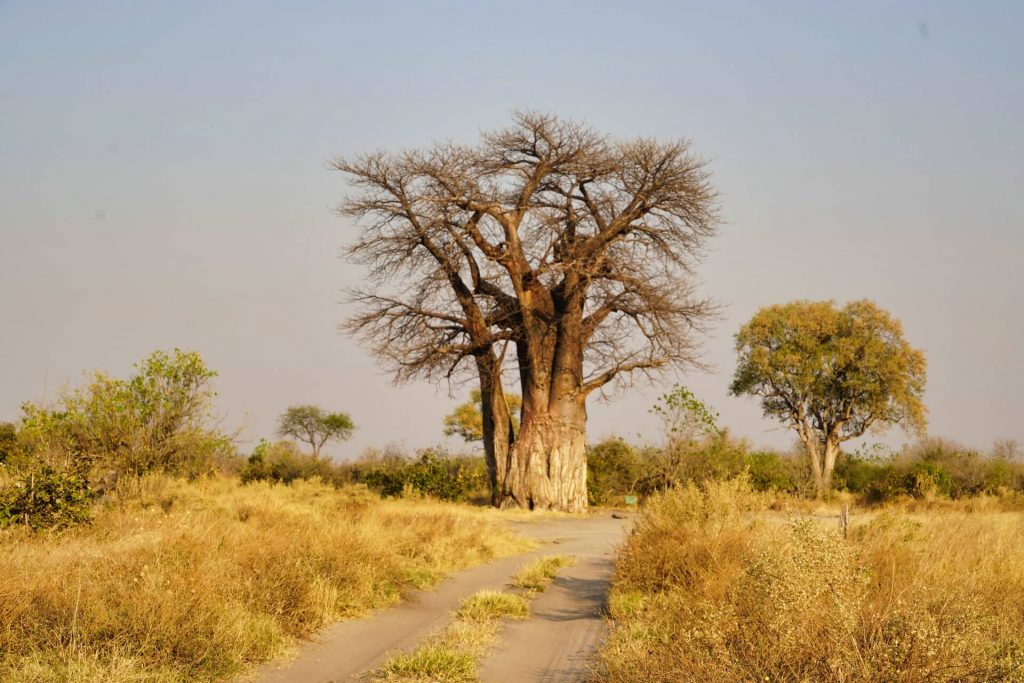 Okavango Delta, Botswana Africa