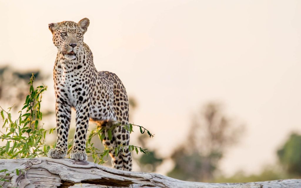 Okavango Delta, Botswana Africa