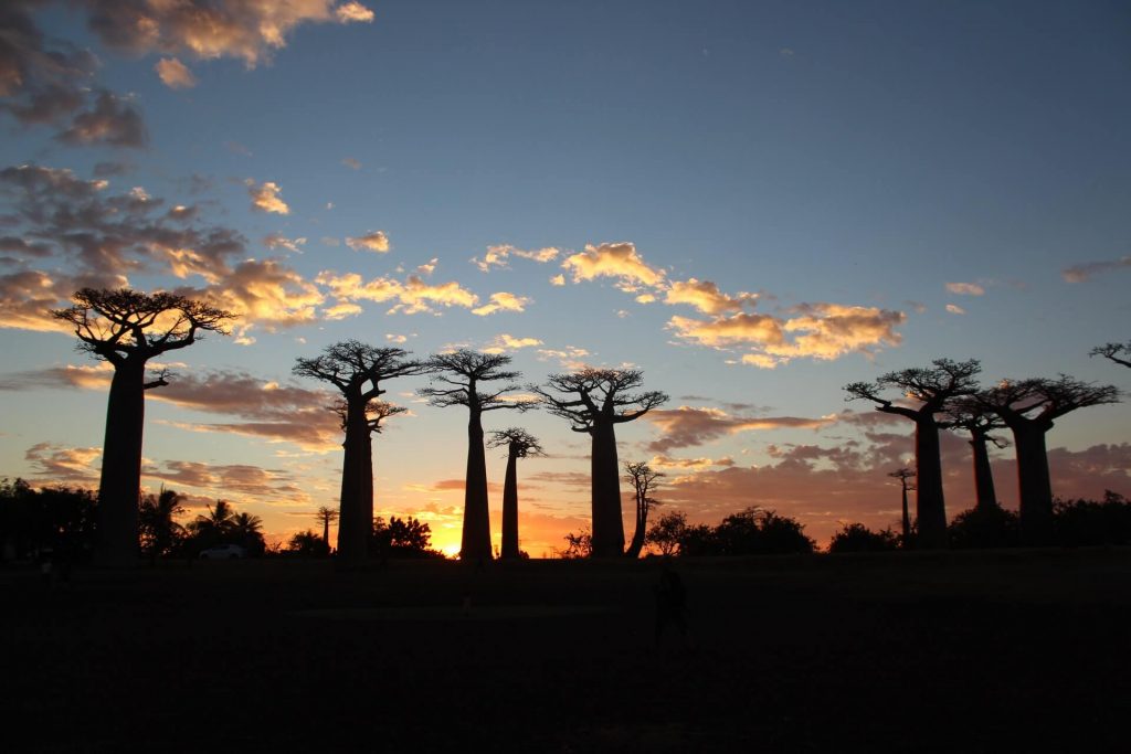 Baobab Avenue, Madagascar Africa