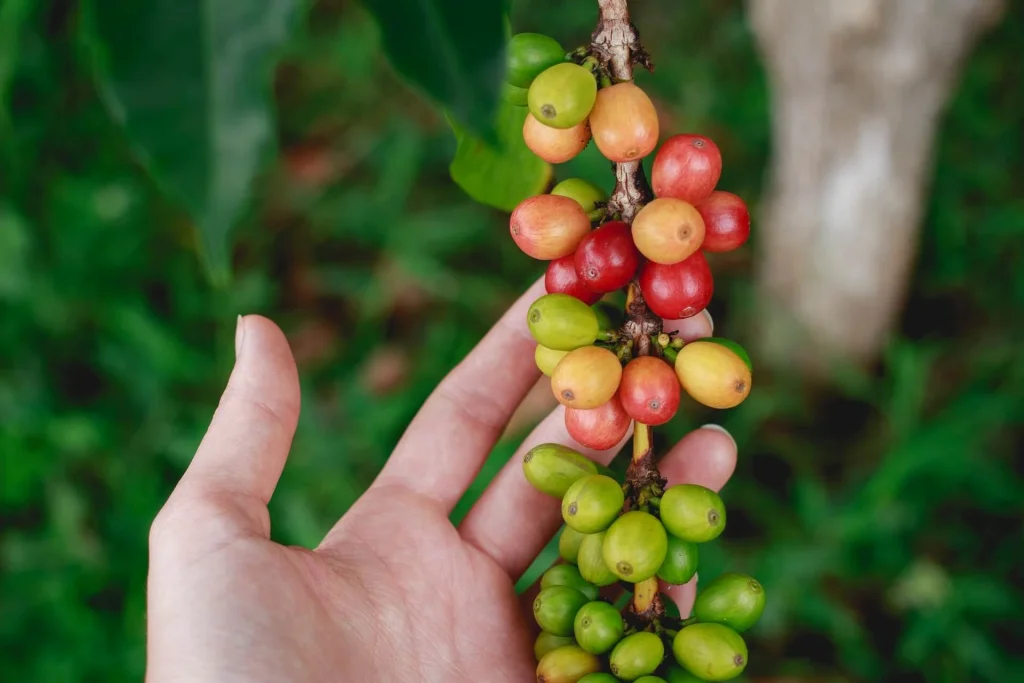 Kona Coffee Living History Farm, Hawaii